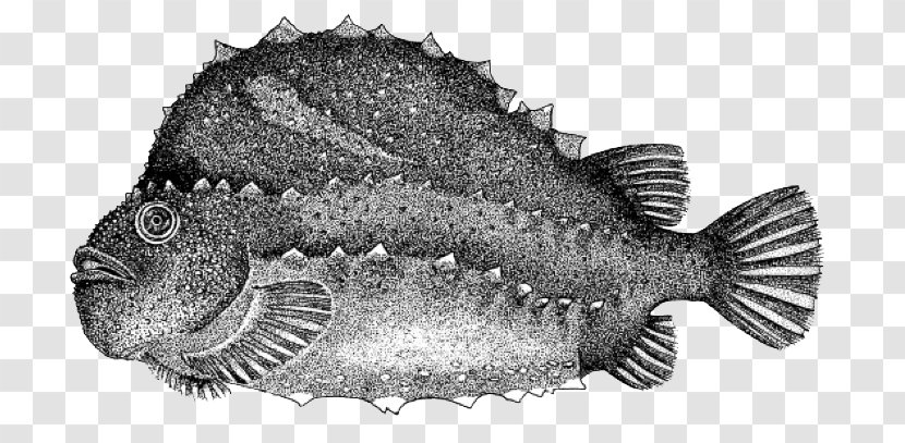 Grey Triggerfish Cyclopterus Lumpus True Tunas Atlantic Blue Marlin - Bluefin Tuna Transparent PNG