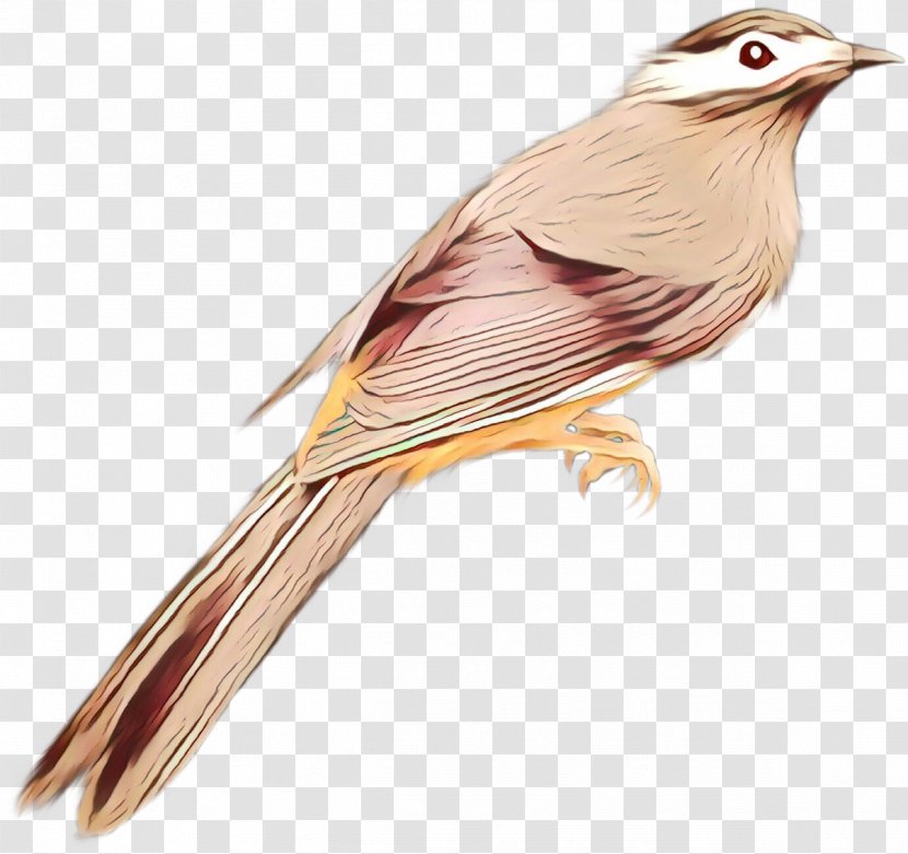 Ortolan Bunting Finches Common Nightingale Fauna - Cuculiformes Transparent PNG
