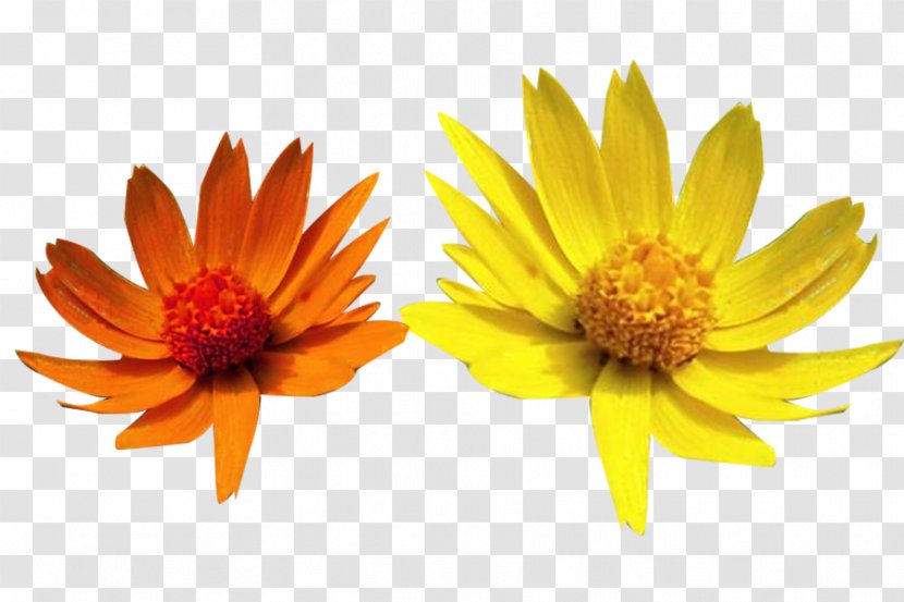 Xerochrysum Bracteatum Yellow Orange Download - Chrysanthemum Picture Material Transparent PNG
