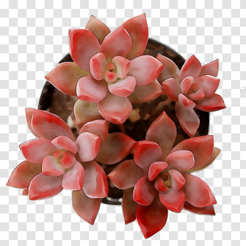 Cut Flowers Pink M RTV - Perennial Plant Transparent PNG