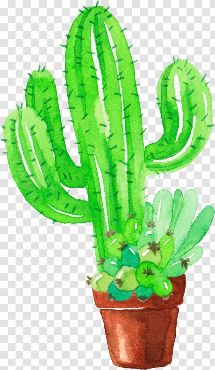 Cactaceae Watercolor Painting Succulent Plant Pinaceae - Fresh Green Hand Painted Cactus Transparent PNG