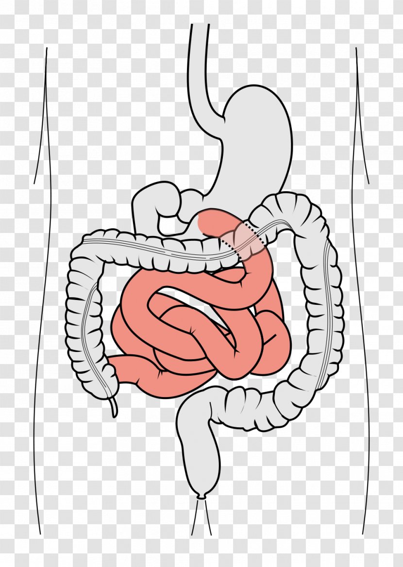 Gastrointestinal Tract Large Intestine Small Duodenum Leaky Gut Syndrome - Heart - Liver Transparent PNG