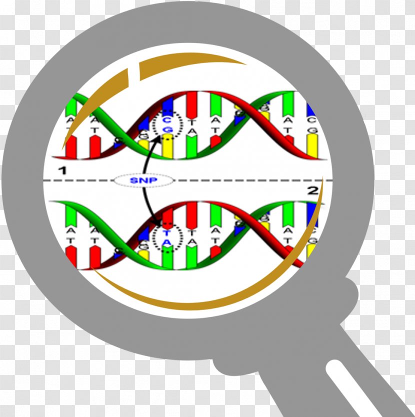 Single-nucleotide Polymorphism DNA Genetics - Text - Snp Transparent PNG