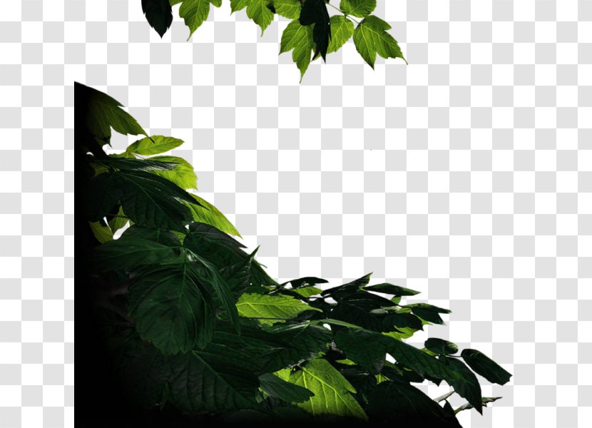 Herb Leaf Branching Transparent PNG