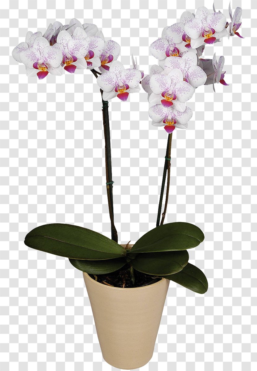 Moth Orchids Flower Belaya Orkhideya Cattleya Transparent PNG