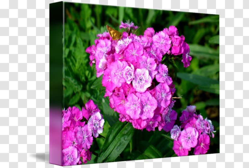 Hydrangea Pink Cut Flowers Vervain Herbaceous Plant - Petal - Lacey Border Transparent PNG