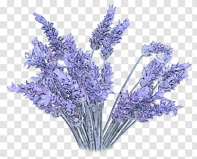 Lavender - Purple - Violet Cut Flowers Transparent PNG