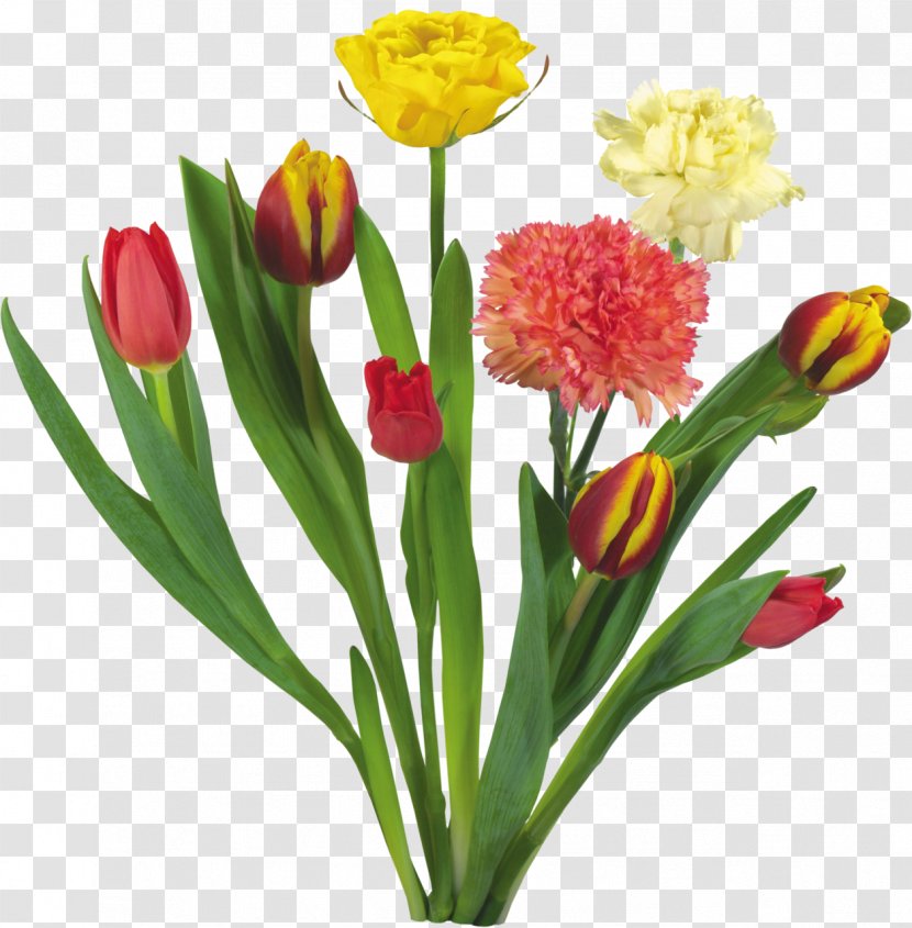 Carnation Tulip Flower Bouquet Garden Roses - Petal Transparent PNG