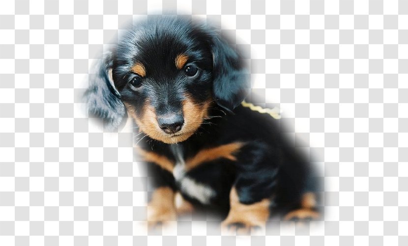 Dachshund Puppy Black And Tan Coonhound German Shepherd South Russian Ovcharka Transparent PNG