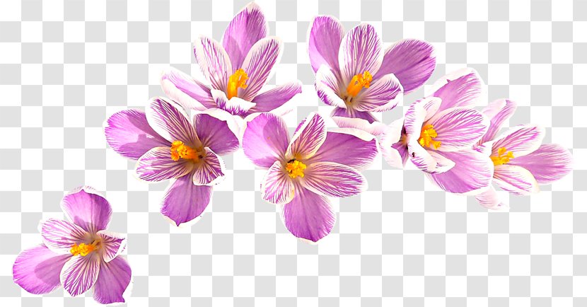 Crocus Flavus Flower Clip Art - Lilac - Pink Transparent PNG