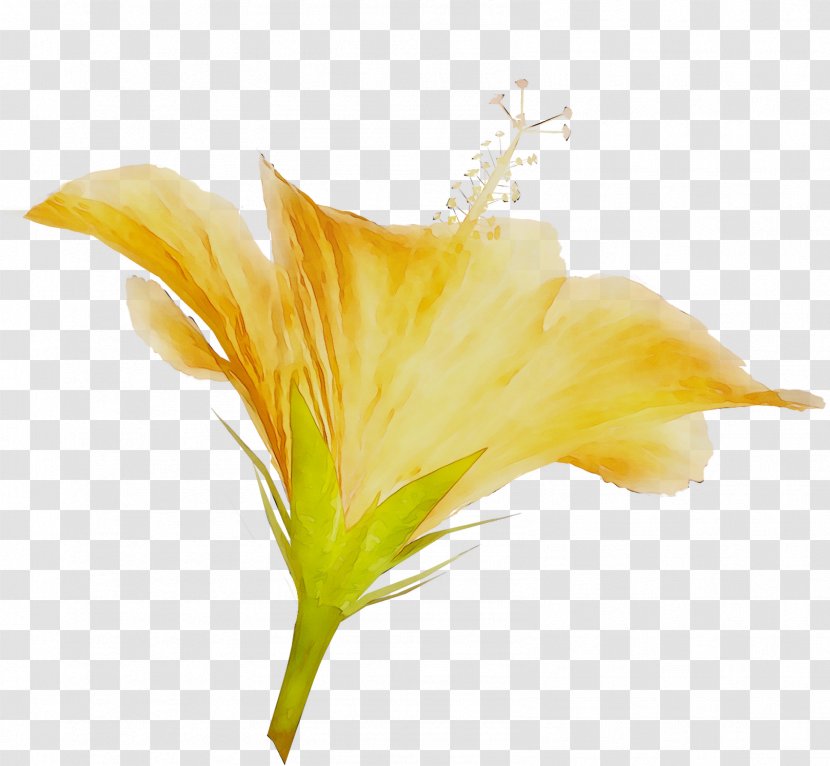 Canna Plant Stem Cut Flowers World Wide Web - Yellow - Petal Transparent PNG