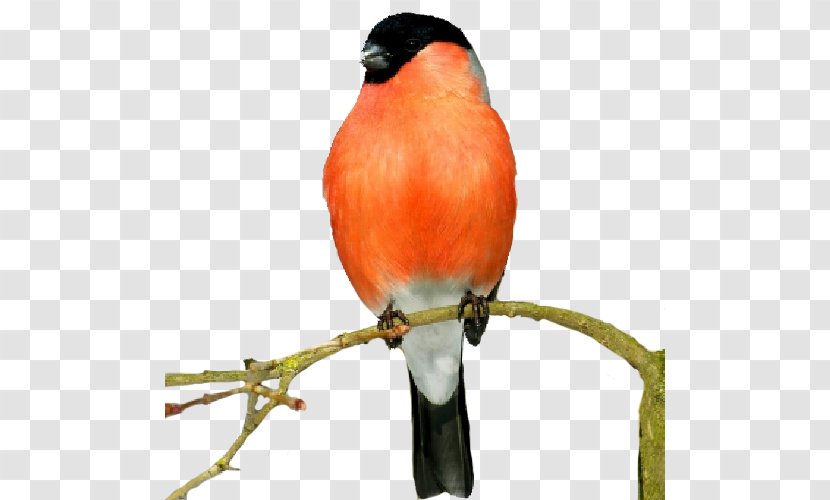 Finches Bird Atlantic Canary Animal - Dog Transparent PNG