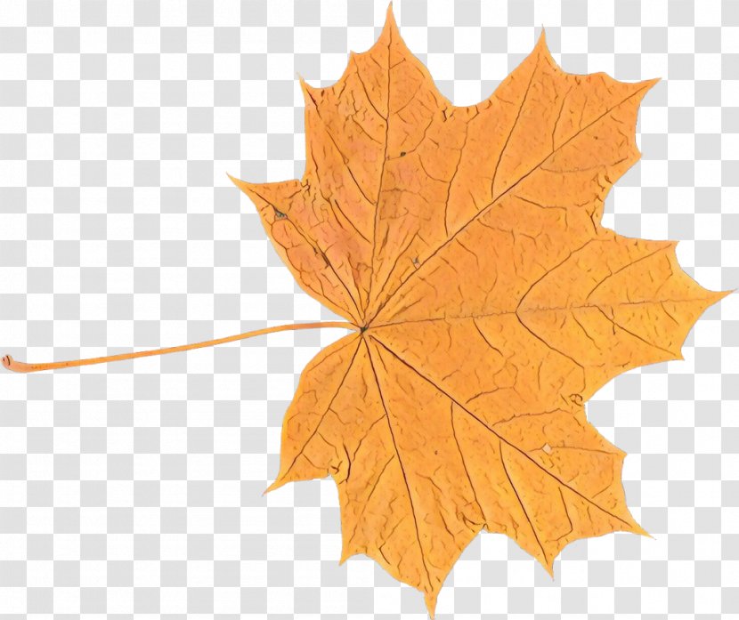 Autumn Leaves Background - Deciduous - Grape Sweet Gum Transparent PNG