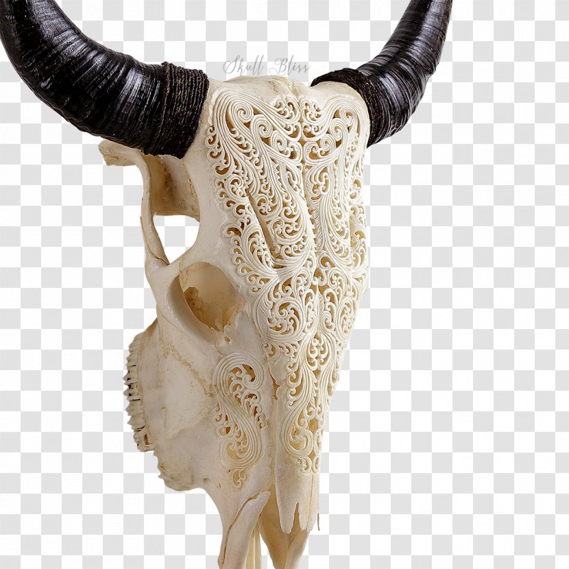 Texas Longhorn Skull XL Horns Bull - Neck Transparent PNG