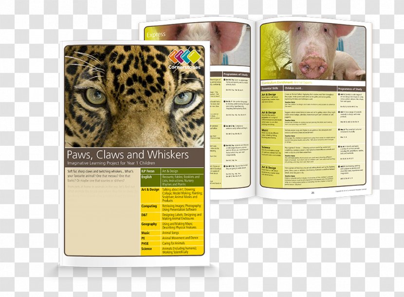 Leopard Brand Animal - Organism Transparent PNG
