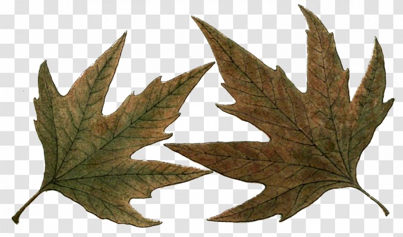 Maple Leaf Northern Hemisphere Southern - Photography Transparent PNG