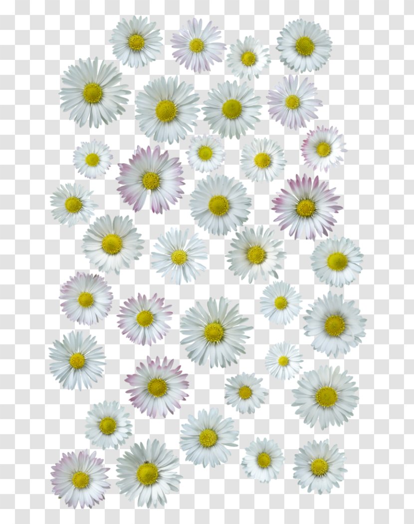 Common Daisy Chrysanthemum Oxeye Cut Flowers - Floral Design Transparent PNG