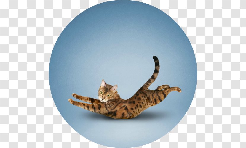Yoga Cats: The Purrfect Workout Felidae Exercise - Cat Transparent PNG