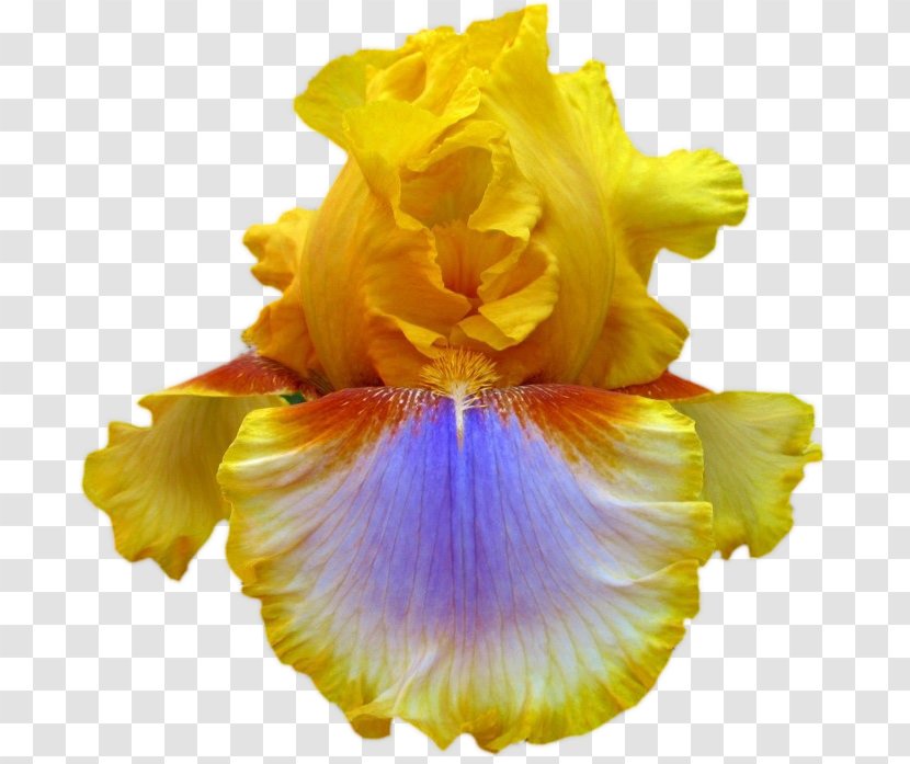 Iris Sibirica Flower Yellow Ser. Sibiricae Garden Transparent PNG