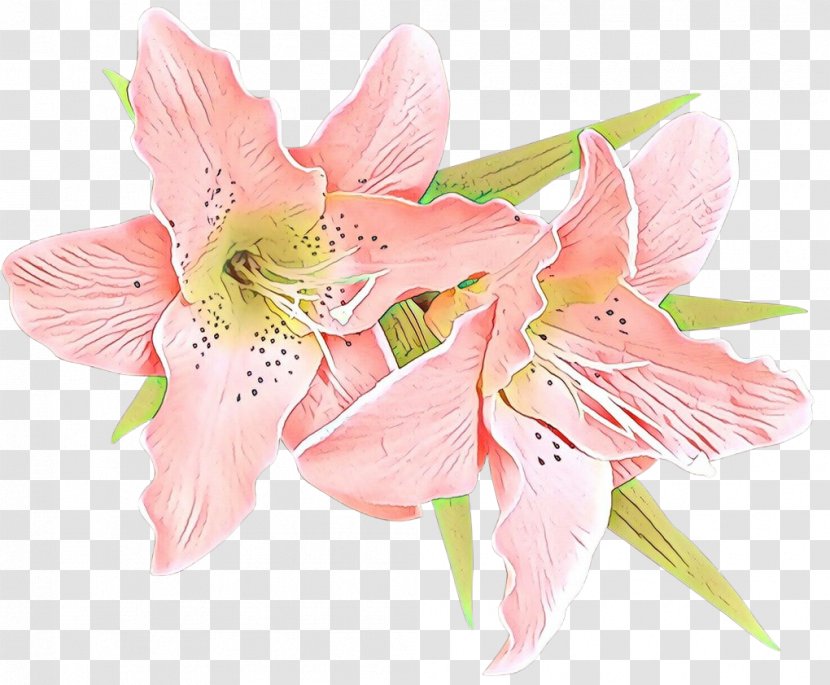 Lily Of The Incas Cut Flowers Amaryllis Jersey Flower Bouquet - Family - Pedicel Transparent PNG