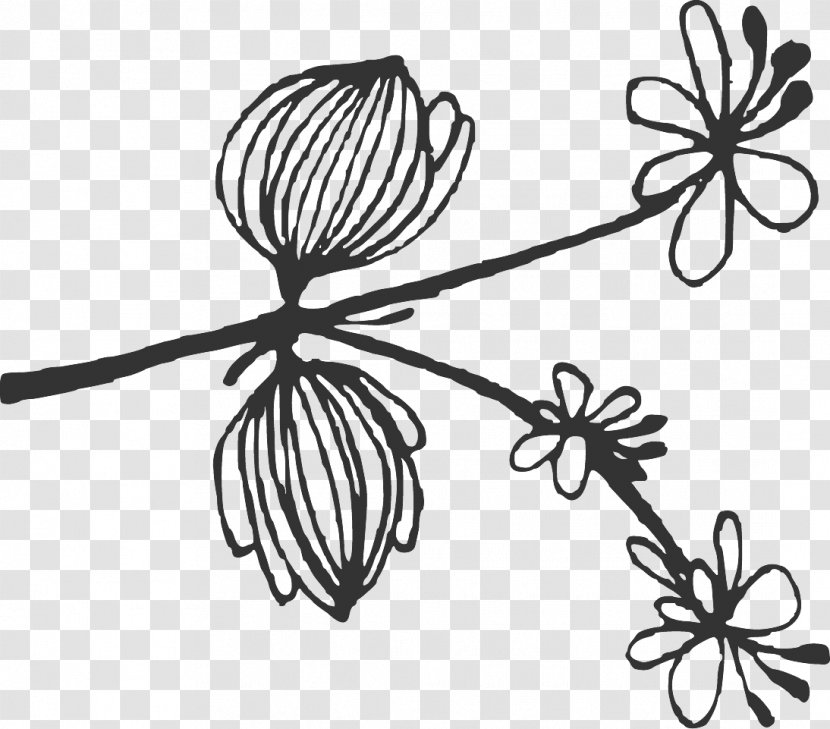 Sketches Floral Drawings Art. - Monochrome - Plant Stem Transparent PNG