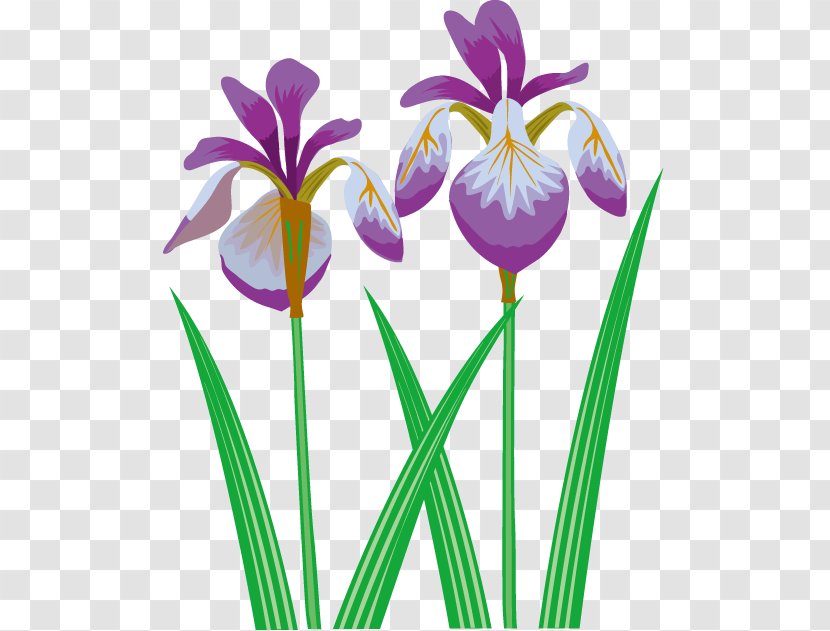 Irises Iris Ensata Var. Sanguinea Clip Art Illustration - Plants - Flower Transparent PNG