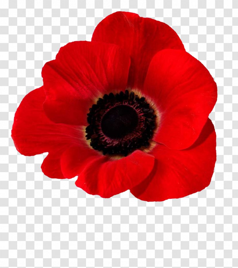 Blood Swept Lands And Seas Of Red Common Poppy Opium In Flanders Fields Transparent PNG