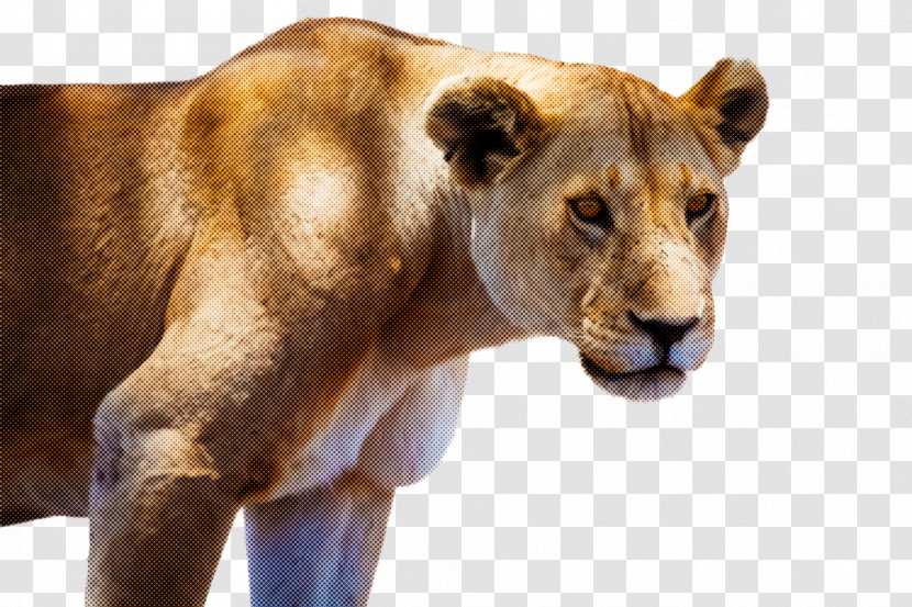 Wildlife Lion Snout Transparent PNG