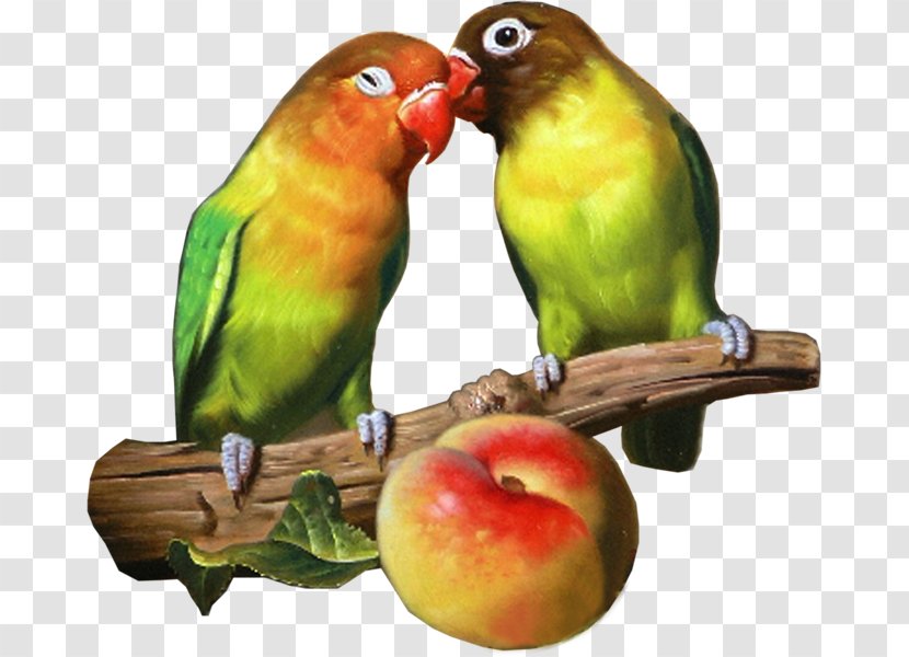 Lovebird Parrot Parakeet Loriini Pet - Organism Transparent PNG