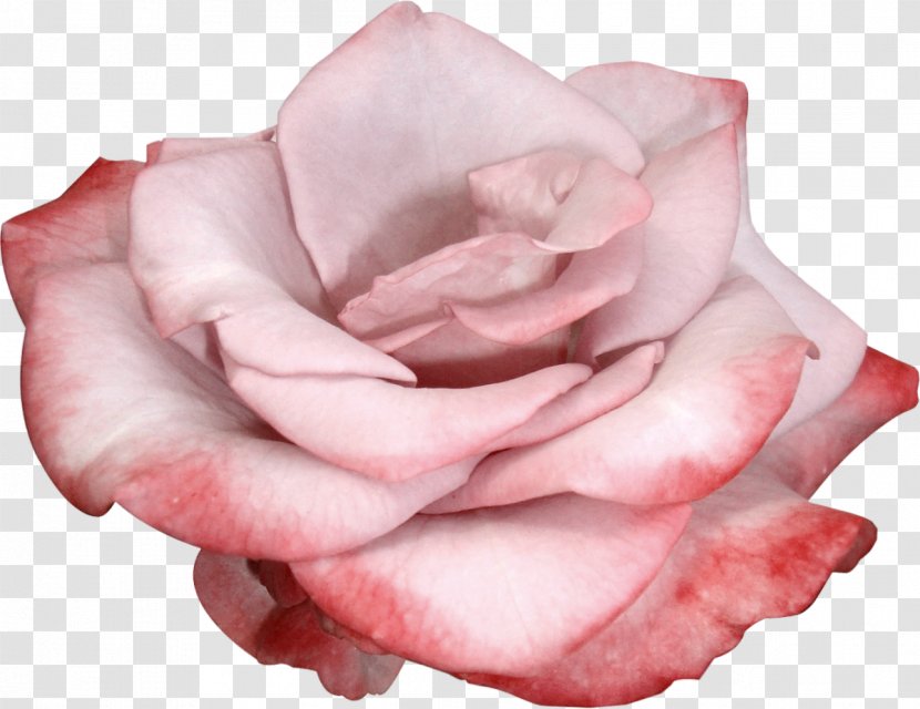 Garden Roses Flower Clip Art - Editing Transparent PNG