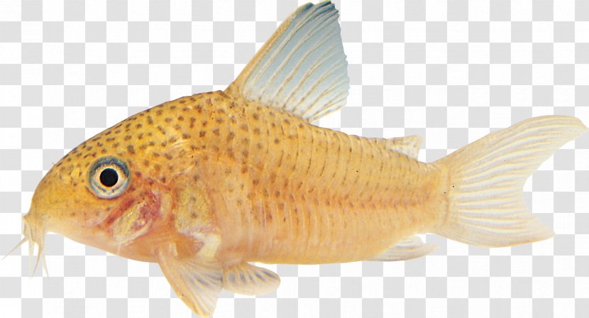 Goldfish Tilapia Ornamental Fish Aquarium - Corydoras Paleatus Transparent PNG