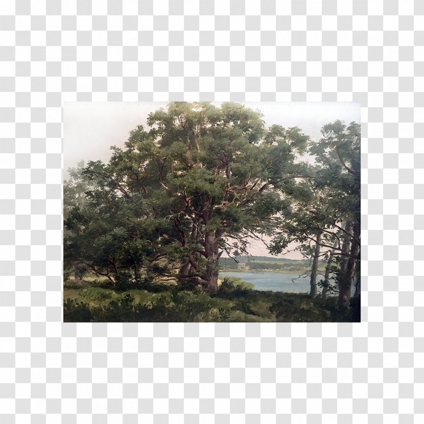 Shelter Island 1890s Vegetation Shrubland From Here To Antiquity - Landscape - Woody Plant Transparent PNG