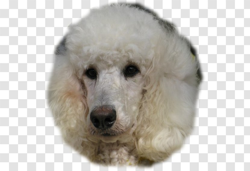 Standard Poodle Miniature Toy Dog Breed - Group Transparent PNG