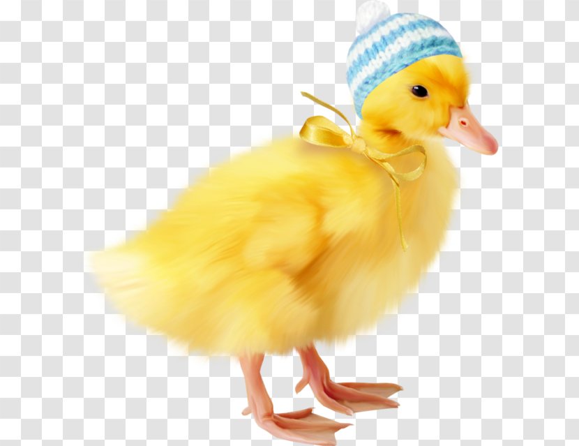 Duck Chicken Animal Image - Poultry - Tubus Transparent PNG