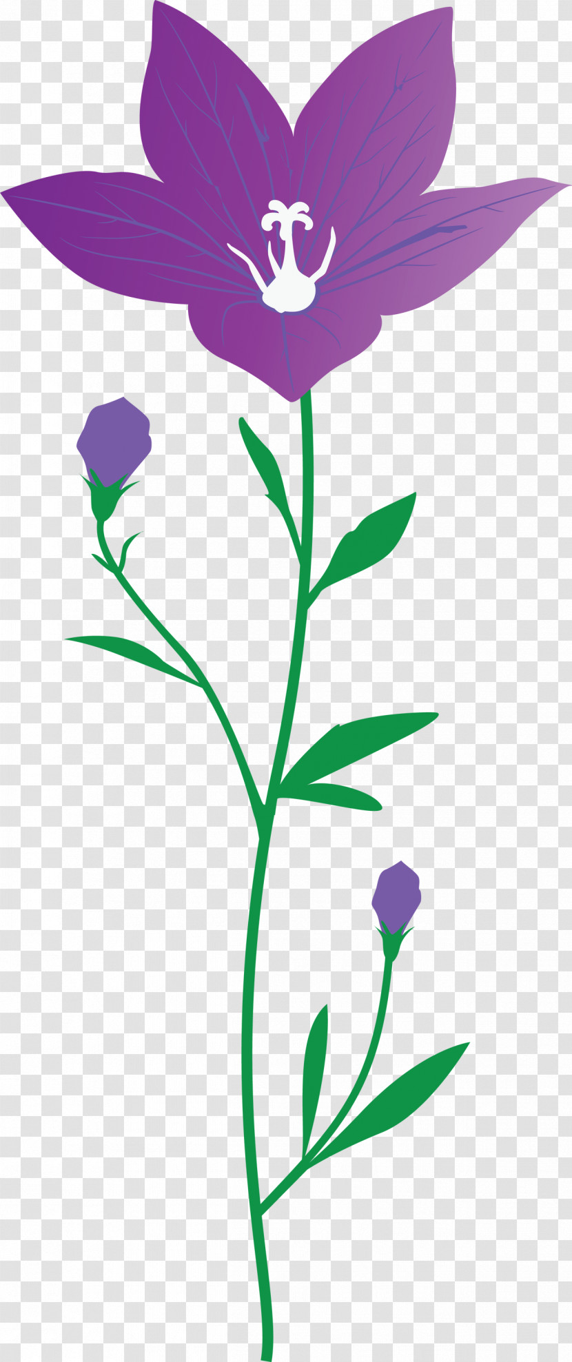 Balloon Flower Transparent PNG