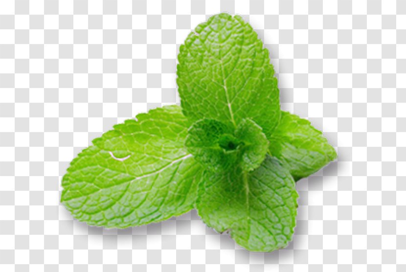 Peppermint Mentha Spicata Water Mint Menthol Leaf Transparent PNG