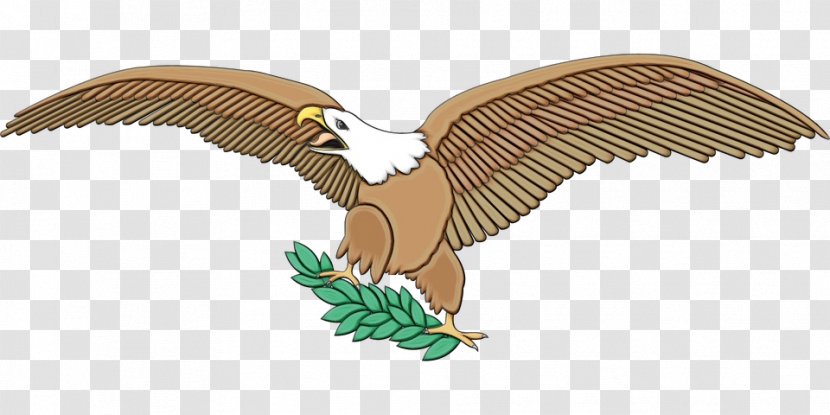Eagle Bird - Accipitridae - Falcon Hawk Transparent PNG