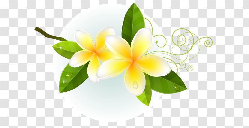 Flower - Floristry - Petal Transparent PNG
