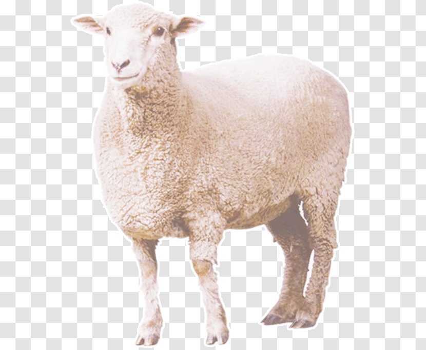 Sheep - Cow Goat Family - Curly Transparent PNG