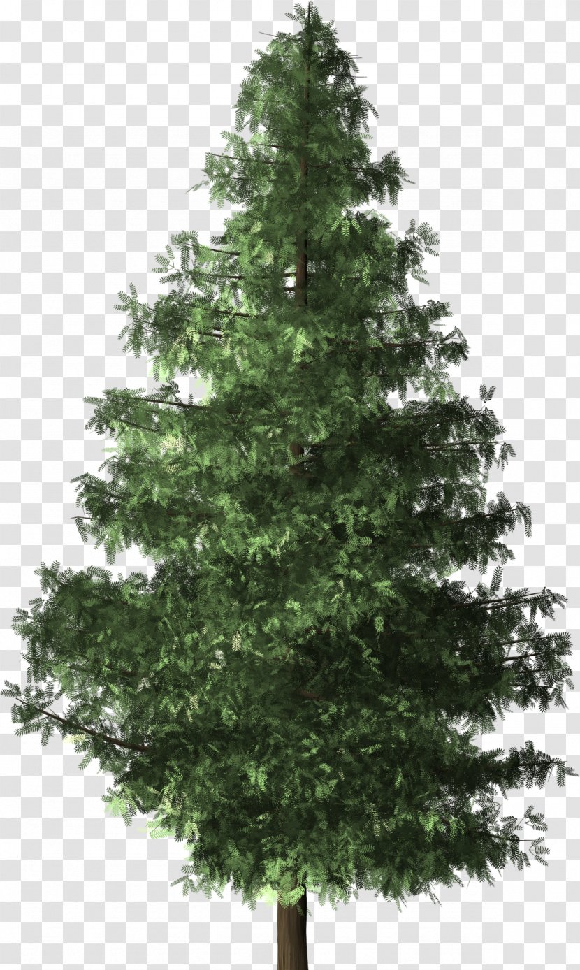 Christmas Tree Brush Evergreen Shrub - Branch - Fir-tree Transparent PNG