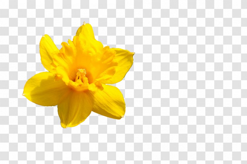 Narcissus Pseudonarcissus Flower Petal Amaryllis Transparent PNG