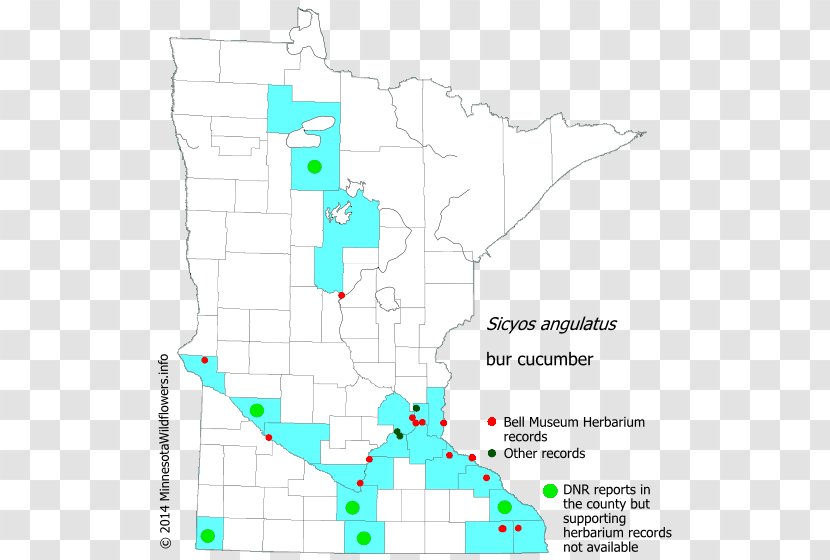 Minnesota Department Of Natural Resources Golden Alexander Wildflower Map - Water Transparent PNG