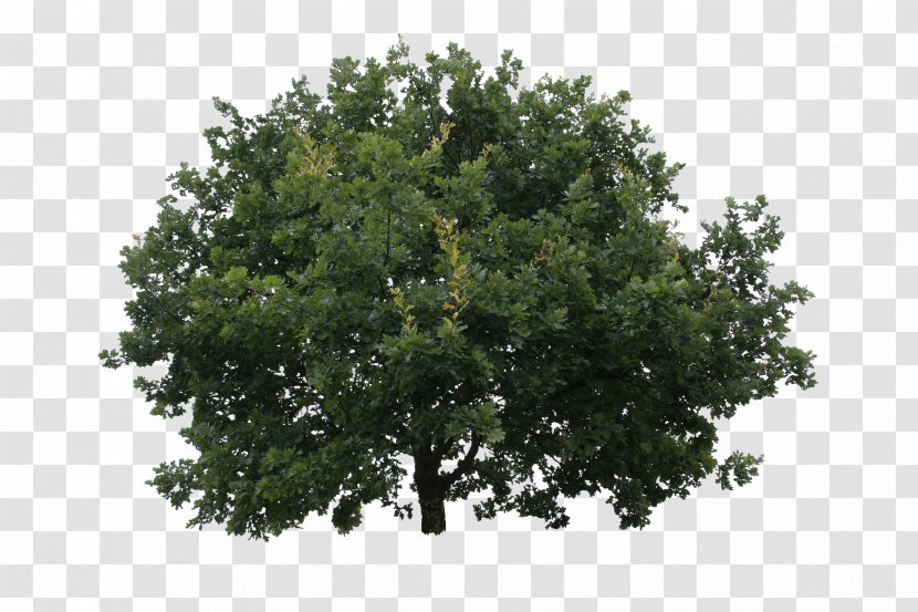 Tree Shrub Oak Lindens - Maple Transparent PNG