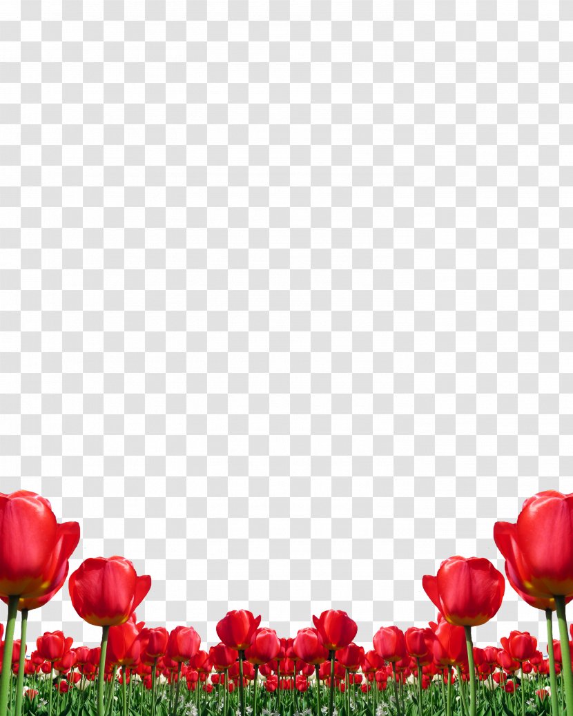 Tulip Flower Red - Bouquet - Tulips Transparent PNG