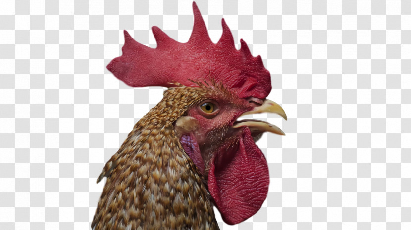 Rooster Chicken Chicken Beak Transparent PNG