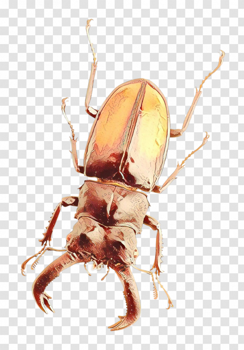 Insect Beetle Pest Stag Beetles Scarabs Transparent PNG