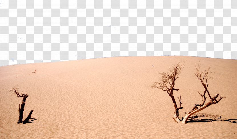 Sahara Erg Desert Singing Sand - Plants Transparent PNG