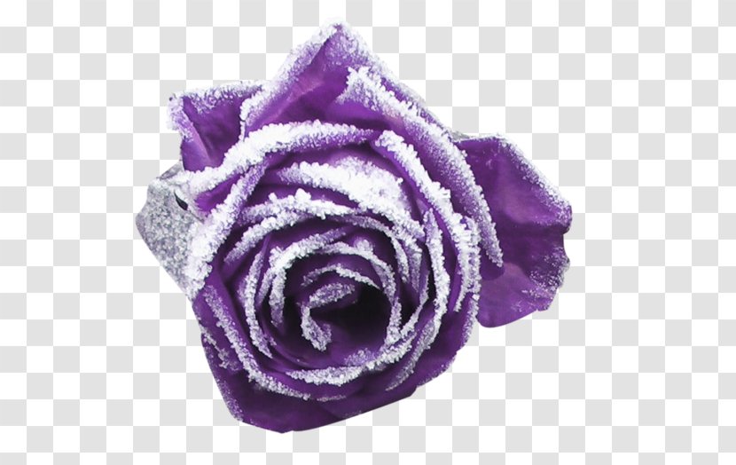 Garden Roses Purple Cut Flowers Petal - Rose Family Transparent PNG