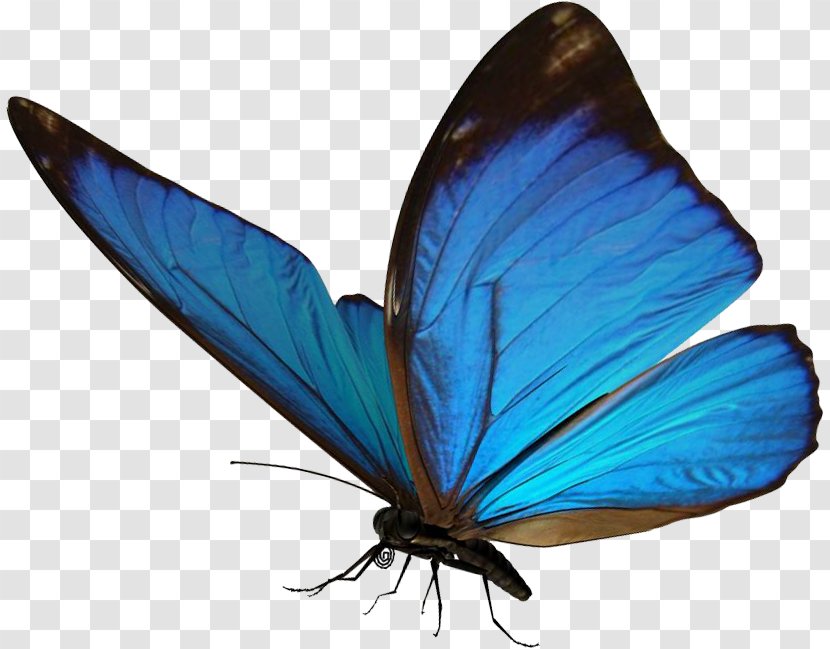 Butterfly Morpho Insect Light Clip Art - Digital Image - Blue Brushes Transparent PNG