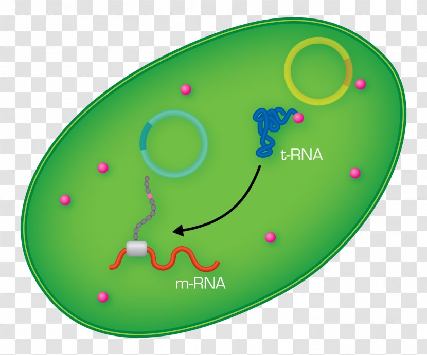 Amino Acid Transfer RNA Cytoplasm Protein - Green - E.colu Transparent PNG